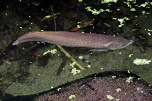 Images Dated 27th July 2007: Arawana Fish - Emmen, Holland