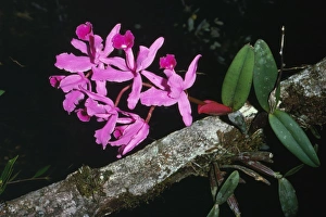 Images Dated 10th December 2007: Arborea Orchids South America