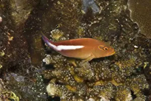 Hawkfish Prints: Arc-eye Hawkfish - Usually seen perched on coral watching out for small fishes it's most common prey - Papua New