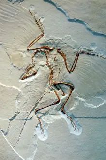 archaeopteryx fossil bird jurassic Trending Item 2