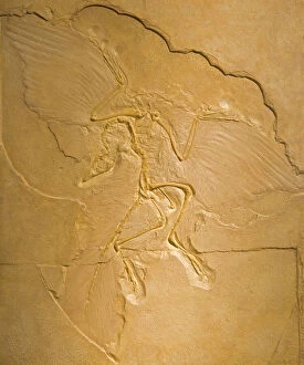 Images Dated 30th August 2005: Archeopteryx Fossil - The earliest most primitive bird. Transitional fossl