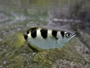 Seabed Prints: Archer Fish, coastal fresh waters and brackish waters