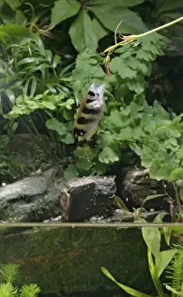 Intelligence Prints: Archer fish – jumping out of water for insect Dist: Asia