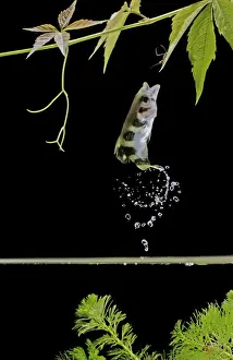 Archer fish – side view, jumping for insect Dist: Asia