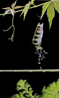 Split Level Prints: Archer fish – side view, jumping for insect. Dist: Asia