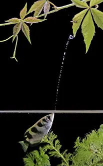 Split Level Prints: Archer Fish – side view, shooting water at insect. Dist: Asia