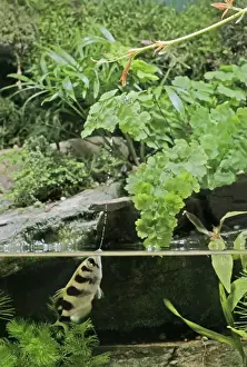 Archer Fish – side view, shooting water at insect Dist: Asia