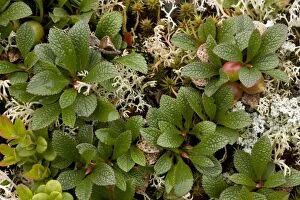 Images Dated 15th July 2006: Arctic bearberry (Arctostaphylos alpinus = Arctous alpinus). Norway