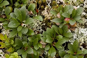 Bearberries Prints: Arctic bearberry (Arctostaphylos alpinus = Arctous alpinus). Norway