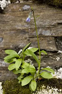 Bellflower Prints: Arctic bellflower, (Campanula uniflora) Sweden