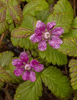 Blooms Gallery: Arctic Bramble, Rubus arcticus in flower, Sweden. Extinct in UK.     Date: 15-Apr-19