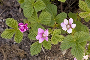 Images Dated 16th May 2006: An arctic bramble (Rubus stellatus), from US and Canada