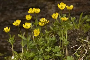 An arctic buttercup (Ranunculus sulphureus), north Sweden