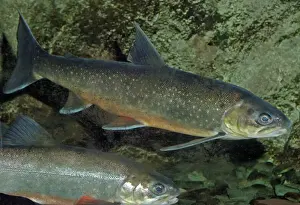 Edible Prints: Arctic Charr - NW Europe, coastal seas and freshwater (migrates to freshwater to breed)