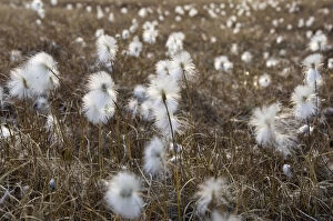Danish Gallery: Arctic Cotton Grass, Bredefjord, North East