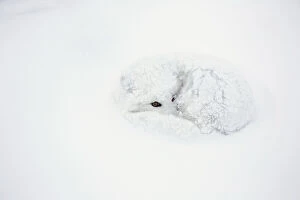Arctic Fox (Alopex lagopus) curled up in
