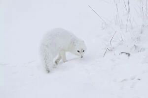 Alopex Gallery: Arctic Fox (Alopex lagopus) in snow Churchill