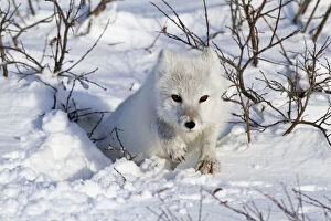 Arctic Fox (Alopex lagopus) in snow in winter
