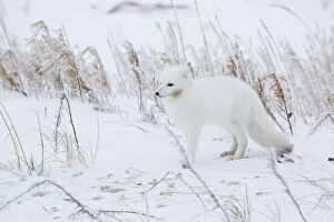 Alopex Gallery: Arctic Fox (Alopex lagopus) in winter Churchil