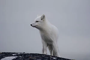 Alopex Gallery: Arctic fox in Churchill Manitoba Canada