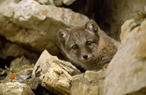Alopex Gallery: Arctic Fox - cub in rocky area