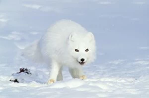 Arctic Fox feeds on carrion of a Ringed Seal (Phoca