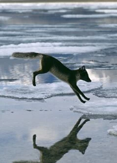 Arctic Fox - Leaping