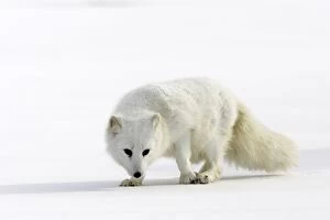 Images Dated 15th January 2007: Arctic Fox Minnesota USA