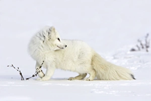 Images Dated 16th January 2007: Arctic Fox Minnesota USA