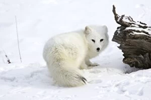 Images Dated 16th January 2007: Arctic Fox Minnesota USA