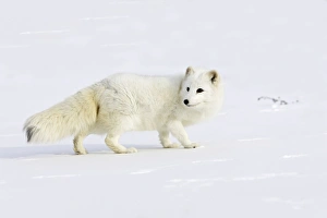 Images Dated 16th January 2007: Arctic Fox Minnesota USA