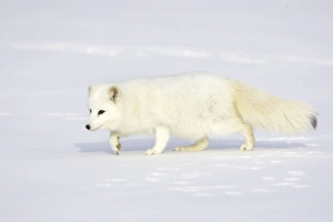 Images Dated 16th January 2007: Arctic Fox Minnesota USA