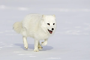 Images Dated 16th January 2007: Arctic Fox Minnesota USA