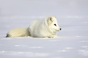 Images Dated 16th January 2007: Arctic Fox Minnesota USA