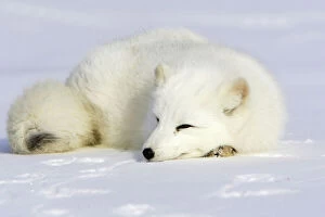 Images Dated 16th January 2007: Arctic Fox Minnesota USA