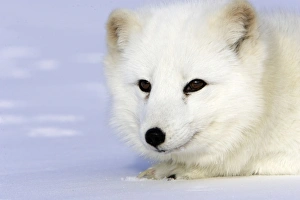 Images Dated 16th January 2007: Arctic Fox Minnesota USA