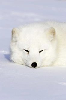 Images Dated 16th January 2007: Arctic Fox Minnesota USA