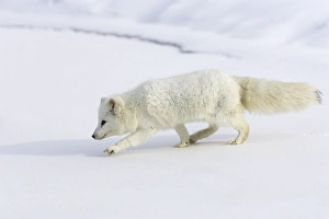 Images Dated 16th January 2007: Arctic Fox Minnesota USA