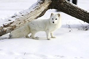 Images Dated 16th January 2007: Arctic Fox Minnesota USA