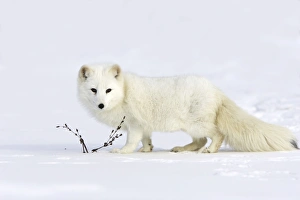 Images Dated 16th January 2007: Arctic Fox Minnesota USA
