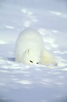 Arctic Fox searches for food, sniffing lemmings and other food under deep snow and then digging it out, on Kara sea shore. Typical in tundra of Taimyr peninsula, North of Siberia, Russian Arctic, winter. Di33. 1032