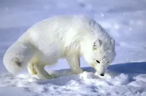 Arctic Fox searches for food, sniffing lemmings and other food under deep snow on Kara sea shore. Typical in tundra of Taimyr peninsula, North of Siberia, Russian Arctic, winter. Di33. 0817