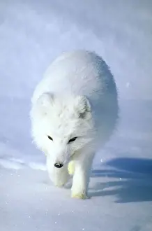 Foxes Prints: Arctic Fox searches for food, trotting along on Kara sea shore and sniffing lemmings and other food under deep snow