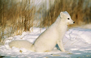 Arctic Fox - in Snow