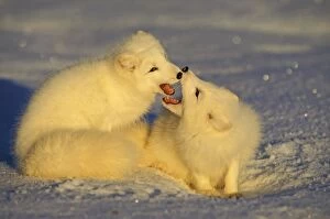 Images Dated 7th February 2011: Arctic Fox TOM 599 Two being playful in winter - Canada Alopex lagopus © Tom & Pat Leeson / ardea