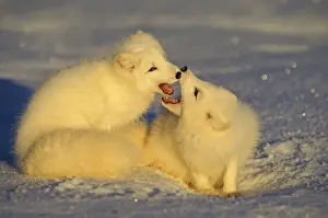 Play Fighting Prints: Arctic Fox TOM 599 Two being playful in winter - Canada Alopex lagopus © Tom & Pat Leeson / ardea