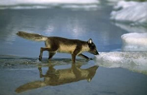 Alopex Gallery: Arctic fox - in water