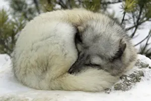 Coats Prints: Arctic Fox - In winter with winter coat. Sleeping curled up in snow