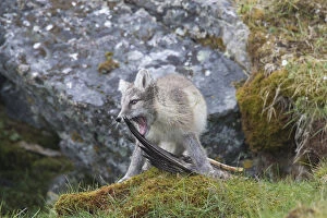 Carnivora Gallery: Arctic Fox - young cub with food - Svalbard, Norway