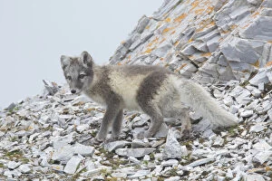 Carnivora Gallery: Arctic Fox - young cub in summer - Svalbard, Norway